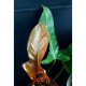 Philodendron bipennifolium 'Red Violin'