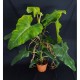 Philodendron domesticum