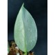 Philodendron hastatum 'Variegated'