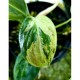 Philodendron melanochysum 'Variegated'