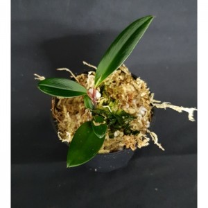 Philodendron pierrelianum