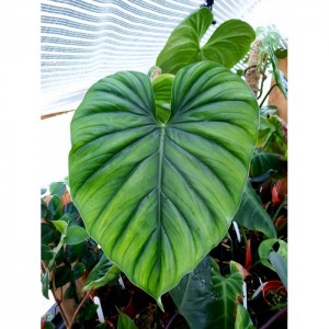 Philodendron sp. 'Columbia'