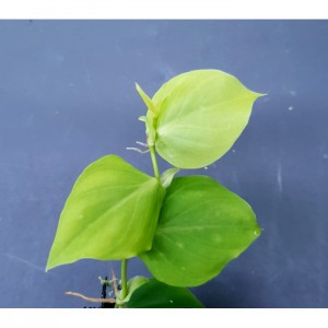 Philodendron sp. 'Loreto'