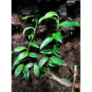 Philodendron sp. 'Mini - Borja Ridge'