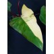 Philodendron 'Strawberry Shake' / 'Light of Zartha'