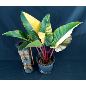 Philodendron 'Yellow Congo'
