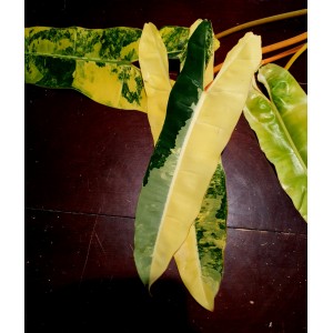 Philodendron billietiae 'Variegated'