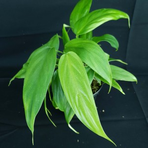 Philodendron genevievianum  