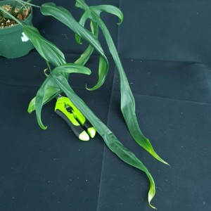 Philodendron holtonianum