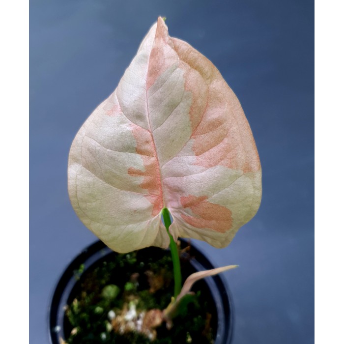 Syngonium podophyllum 'Pink Spotted'