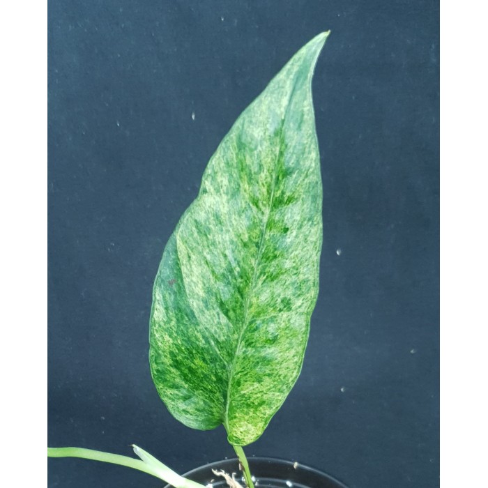 Epipremnum pinnatum 'Mint'
