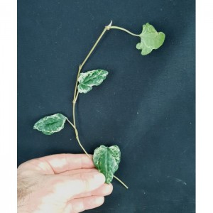 Piper retrofractum 'Albo-variegata'