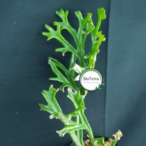 Pyrrosia longifolia 'Crestata Form4'