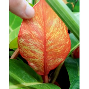 Philodendron 'Red Moon Marble'