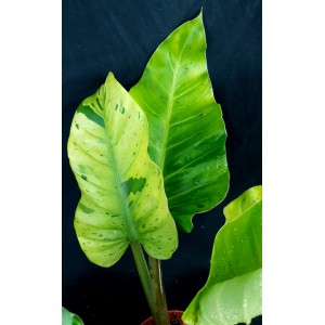 Philodendron 'Ruaysap Marble'