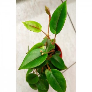 Begonia schulzei (B. elaeagnifolia)