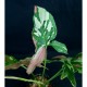 Syngonium 'Red Spot Tricolor'