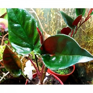 Syngonium erythrophyllum 'Llano Cartí Panama'