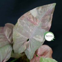 Syngonium 'Double Pink'