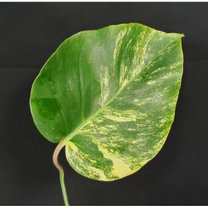 Monstera deliciosa 'Yellow Splashed Variegated'