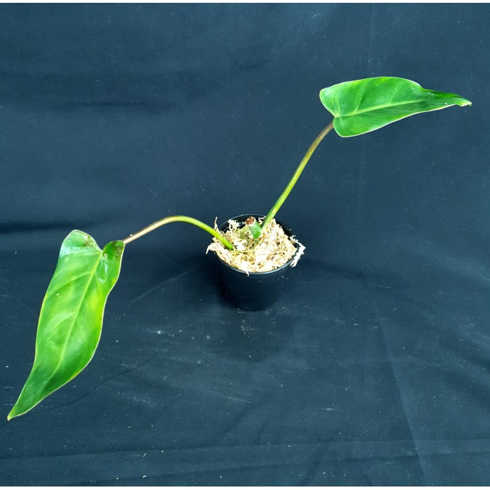 /#913 Philodendron sp2