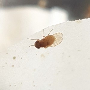 Drosophila hydei 'Golden'