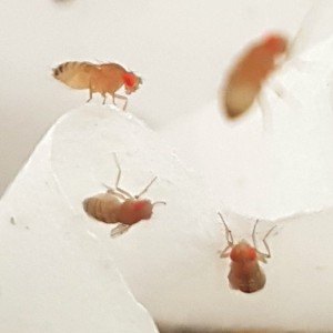 Drosophila mélanogaster