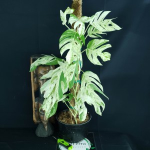 Epipremnum pinnatum 'Marble' Giant Size #2 - Prévente