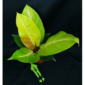 Philodendron 'Yellow Flame' #6 - Pré-vente