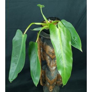 Philodendron spiritus-sancti #1 - Pré-vente