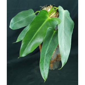 Philodendron spiritus-sancti #2 - Pré-vente