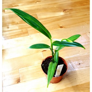 Philodendron pteropus #2