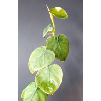 Philodendron werneri