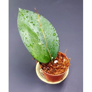 Hoya fusco marginata