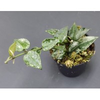 Hoya lacunosa 'Splash Leaf'
