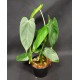 Philodendron sharoniae Mosquera