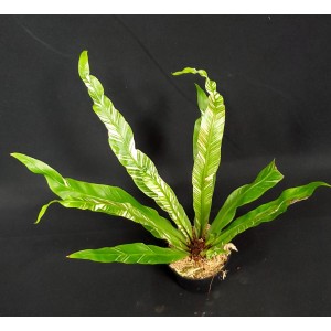 Asplenium fimbriata variegata