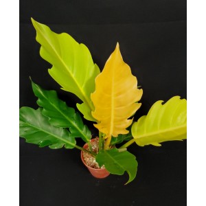 Philodendron 'Golden Serratum'
