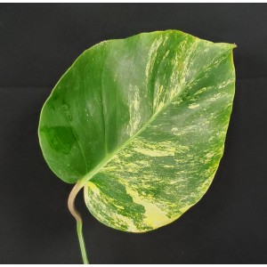 Monstera deliciosa 'Yellow Splashed Variegated'