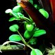 Alsobia dianthiflora