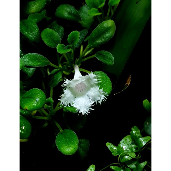 Alsobia dianthiflora