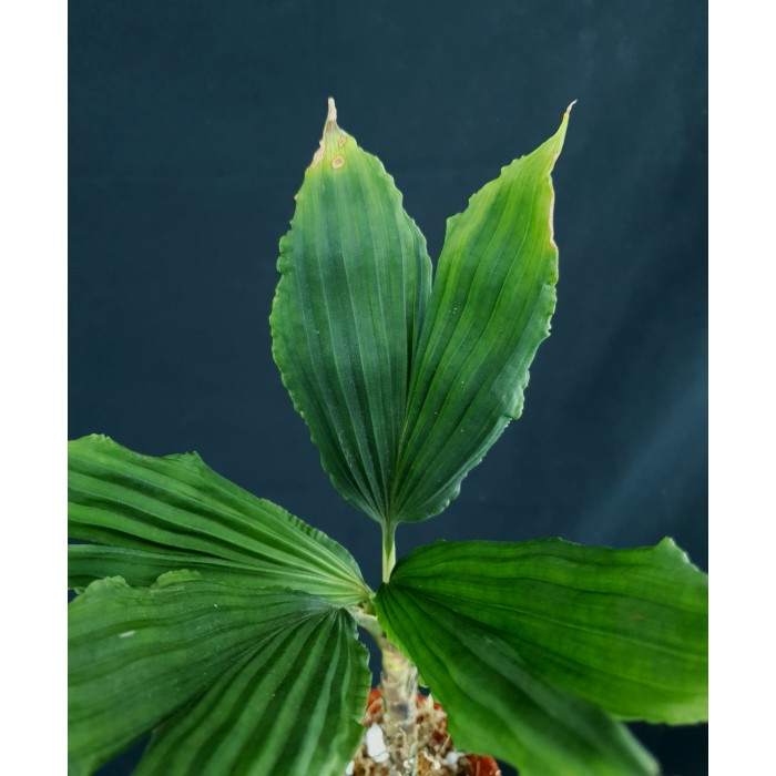 Dicranopygium cuatrecasasianum