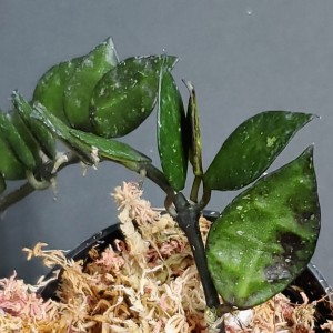 Hoya khoniana 'Black Leaves'