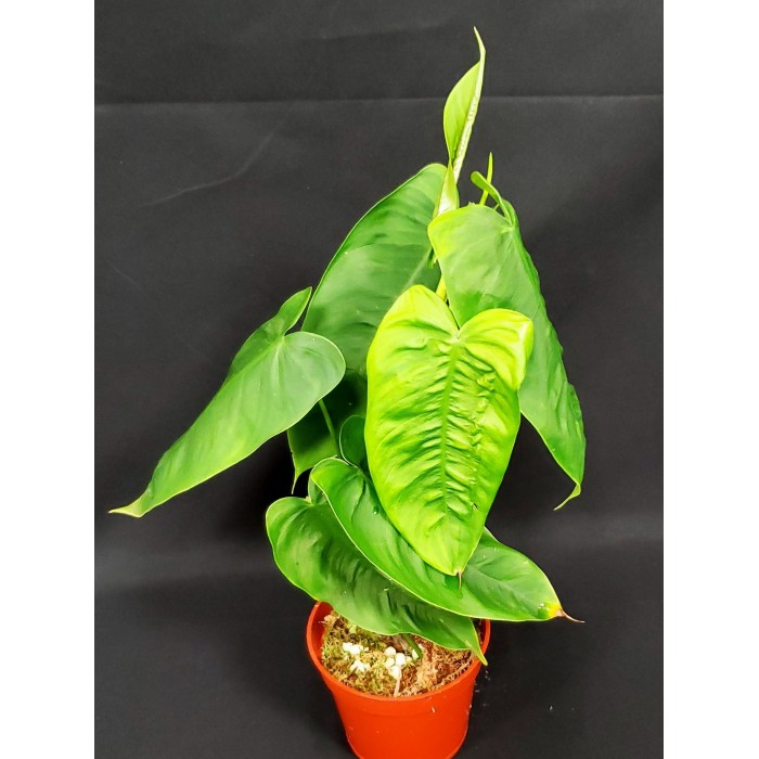 Philodendron sharoniae 'Mosquera'