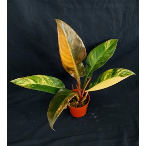 Philodendron 'Imperial Red Variegata'