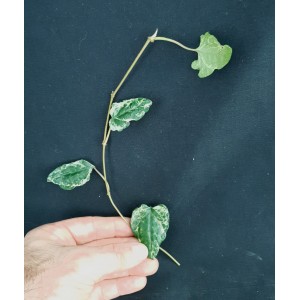 Piper retrofractum 'Albo-variegata'
