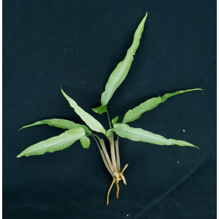 Syngonium podophyllum 'Ngern Lai Ma'