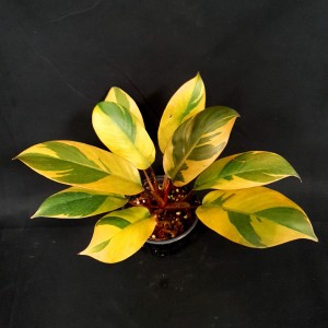 Philodendron 'Black Cardinal Variegated'