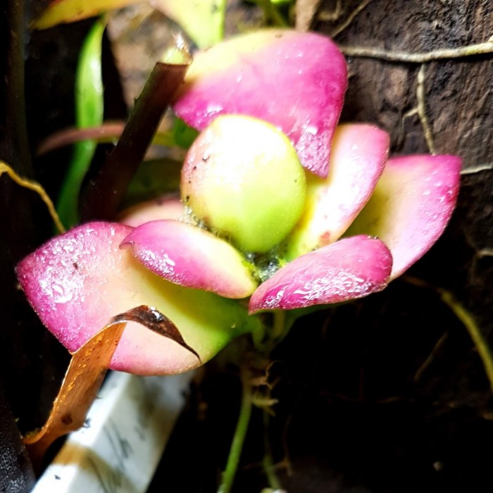 Hoya heuschkeliana 'Pink flower'