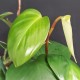 Philodendron villamagense 'Pangui'